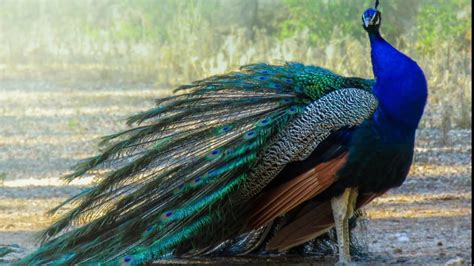  The Enchanting Peacock - A Symphony of Color and Intricate Details